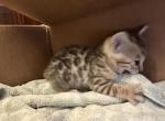 Lilly's Kittens - Bengal Kitten For Sale - Franconia, NH, US