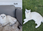 Silver Seal Shaded Point Kitties - Scottish Fold Kitten For Sale - Bellingham, WA, US