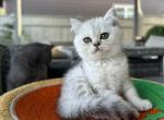 Scottish Straight Kitty - Scottish Straight Kitten For Sale - 