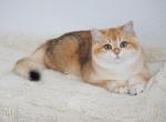 Denny Shantaren Shakh  ny12 Color - British Shorthair Kitten For Sale - 