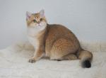 Dilara Shantaren Shakh ny11 color - British Shorthair Kitten For Sale - 