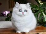 Piggy The British Munchkin Longhair Boy - Munchkin Kitten For Sale - San Diego, CA, US