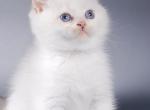 Golden Point British Shorthair blue eyes - British Shorthair Kitten For Sale - Los Angeles, CA, US