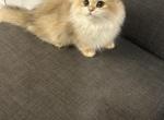 British Longhair NY12 Male1 - British Shorthair Kitten For Sale - West Hollywood, CA, US