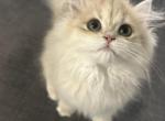 Blue gold British Longhair AY12 - British Shorthair Kitten For Sale - West Hollywood, CA, US