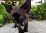 Missy - Devon Rex Kitten For Sale - 