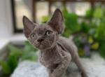 Silver - Devon Rex Kitten For Sale - 