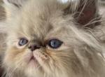 Eros - Persian Kitten For Sale - 