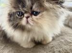 Enzo - Persian Kitten For Sale - 