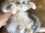 Ela - Persian Kitten For Sale - 