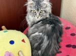 Maine Coon Silver Female - Maine Coon Kitten For Sale - 