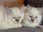 Seal Lynx Point Female - Ragdoll Kitten For Sale - 