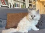 Blue Colorpoint Female - Ragdoll Kitten For Sale - 