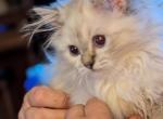 CFA Registered Male Lynx Point Himalayan - Himalayan Kitten For Sale - 