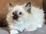 Seal Mitted Female - Ragdoll Kitten For Sale - Lock Haven, PA, US