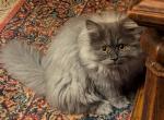 Lovable Persian CFA Registered Kitten - Persian Kitten For Sale - 