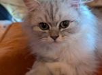 Beautiful CFA Registered Silver Shaded Persian - Persian Kitten For Sale - 