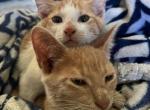 Boomer & Pip - Domestic Kitten For Adoption - Josephine, TX, US