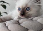 Biscuit - Ragdoll Kitten For Sale - 