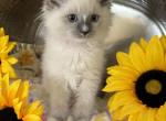 Ragdoll Kittens Ready Now - Ragdoll Kitten For Sale - 