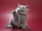 Yakhont - British Shorthair Kitten For Sale - Boston, MA, US