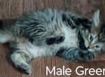 Gerty and Jonsey's Christmas cuddle coming - Siberian Kitten For Sale - Milan, MI, US