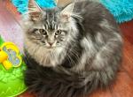 Maine Coon Silver  Female - Maine Coon Kitten For Sale - Orlando, FL, US