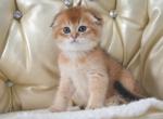 Scottish fold Golden Chinchilla Iggy - Scottish Fold Kitten For Sale - 