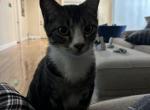 Koda - Domestic Cat For Adoption - Houston, TX, US