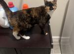 Midnight - Domestic Cat For Adoption - Middleburg, FL, US