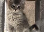 Jerry - Domestic Kitten For Sale - 