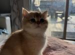 Tuan Tuan - British Shorthair Kitten For Sale - 