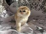 W - Scottish Fold Kitten For Sale - 