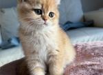 Yuan Yuan - British Shorthair Kitten For Sale - 