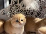 Mike - Scottish Fold Kitten For Sale - 