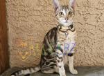 Bonnie Holiday Special - Savannah Kitten For Sale - 