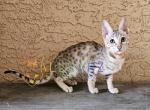 Nutmeg Savannah Female Holiday Special - Savannah Kitten For Sale - 