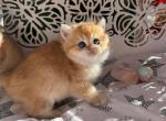 Masha - Scottish Straight Kitten For Sale - Rocklin, CA, US