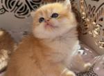 Mila - Scottish Straight Kitten For Sale - Rocklin, CA, US