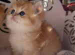 Milka - Scottish Straight Kitten For Sale - Rocklin, CA, US