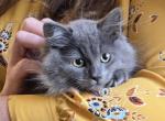 Milo RESERVED - Siberian Kitten For Sale - Arnold, MO, US