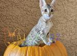 Boo Savannah Female Holiday Special - Savannah Kitten For Sale - Las Vegas, NV, US