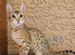 Boo Savannah Female Holiday Special - Savannah Kitten For Sale - 