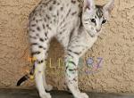 Spirit Savannah Kitten Holiday Special - Savannah Kitten For Sale - 