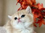 Leota - British Shorthair Kitten For Sale - Rancho Cucamonga, CA, US