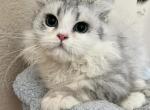 Mansion - British Shorthair Kitten For Sale - Rancho Cucamonga, CA, US