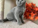 Sweetie - British Shorthair Kitten For Sale - Rancho Cucamonga, CA, US