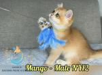 Mango - British Shorthair Kitten For Sale - 