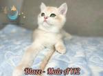 Blaze - British Shorthair Kitten For Sale - 