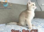 Walnut - British Shorthair Kitten For Sale - 